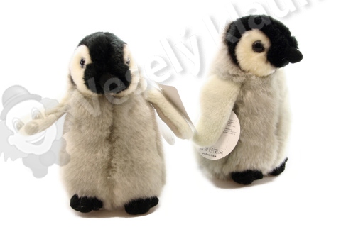 Tučňák mládě - 009262